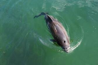 Harbor Porpoise Wallpaper Animals Town
