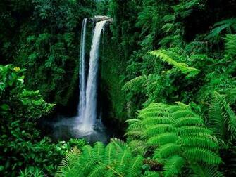 Amazon Rainforest Feel The Rainfall Of Leaves Great Image