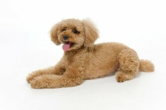 Cuddly Poodle Wallpaper By Bubupoodle