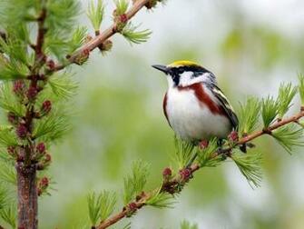 Beautiful Birds Wallpaper Pictures HD
