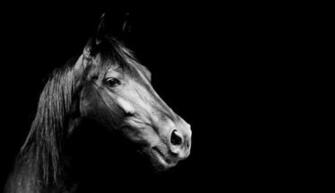 Best Dark Horse Background Wallpaper Emoji
