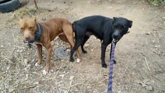 The Pit Bull Bible Apbt Database