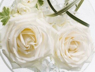 Flowers Pictures Wallpaper Red Roses