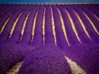 Lavender Field Desktop Pc And Mac Wallpaper
