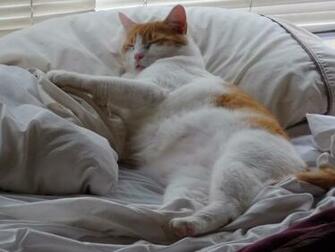 Sleep Fat Cat Wallpaper And Image Pictures Photos