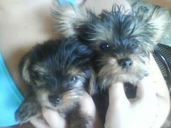 Has A Silky Terrier Which Looks Like Bigger Yorkie Here S