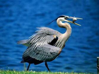 Bird Desktop Wallpaper Great Blue Heron Background