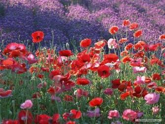 Wallpaper Poppy Flower Index