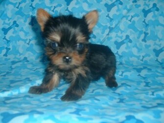 Yorkshire Terrier Wallpaper