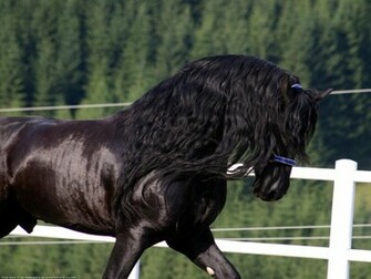 Friesian Horse Wallpaper