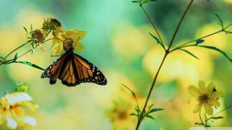 Great Monarch Butterfly On Yellow Flowers Wallpaper Borboleta