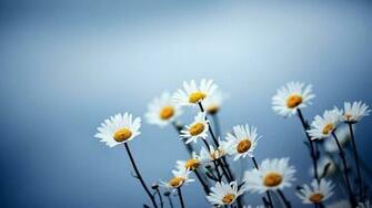 Daisy The Demure April Birth Flower Flora2000