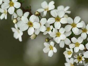 White Flowers Wallpaper