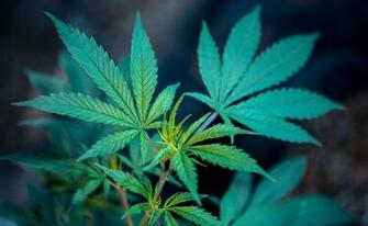 Weed Background Image HD Background