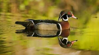 Wood Ducks Drake Duck Wallpaper