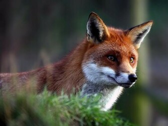 Gray Fox Wallpaper