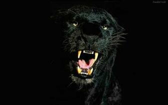 De Pantalla Cabeza Una Pantera HD Widescreen Gratis Imagenes