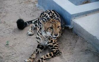 Animals King Cheetah Wallpaper