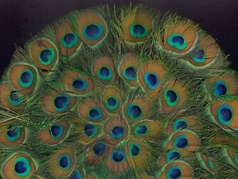 Peacock Feather Wallpaper HD Pictures Image