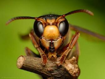 Green Insects Wallpaper