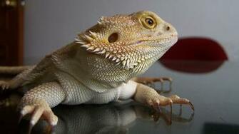 Bearded Dragon Wallpaper HD Image