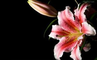 Lily Flower Wallpaper HD Share Online