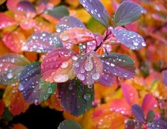 Beautiful Rain Wallpaper Net