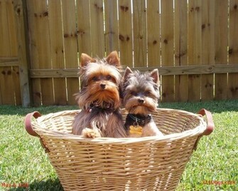 The Beautiful Yorkie Yorkshire Terriers Wallpaper