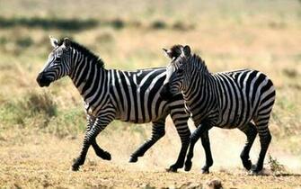 Wallpaper Zebra