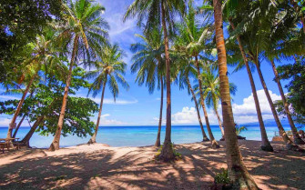 Photography Nature Landscape Palm Trees Beach Tropical Sea Wallpaper