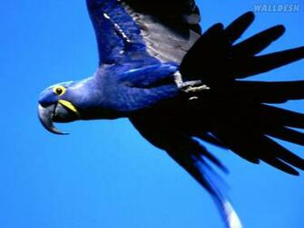 Papel De Parede Flight Hyacinth Macaw Fotos Gr Tis Para Computador