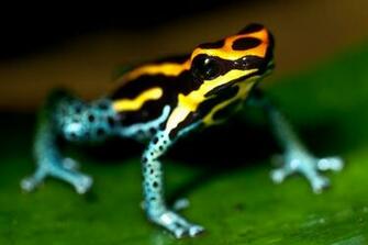 Amphibians Wallpaper X Net