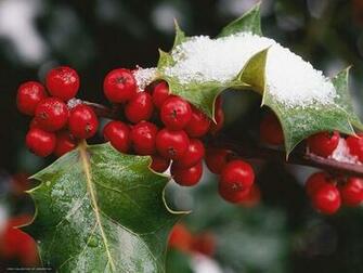 Mistletoe Wallpaper