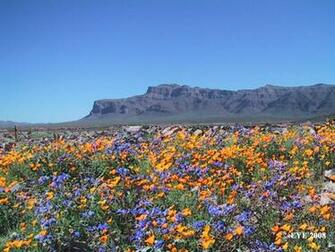 Sonoran Desert In The Spring Tucson And Arizona