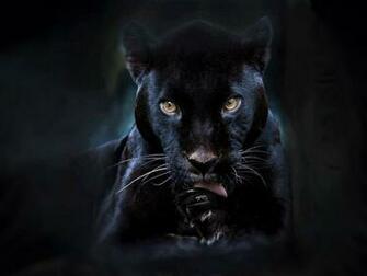 Black Panther Background