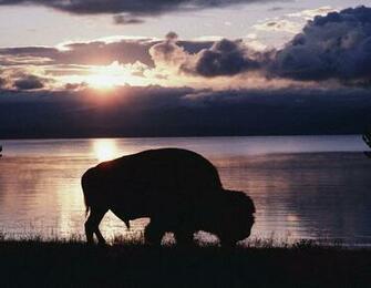Wallpaper Background Bison Snow