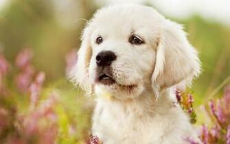Wallpaper Of Baby Animal Dog Golden Retriever Pet Puppy