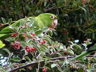 Birds Screensaver Screensavers Search