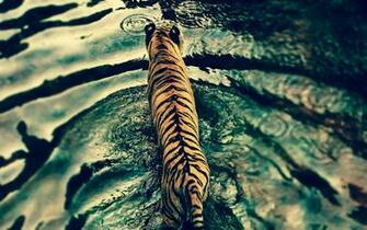 Tiger In Water Wallpaper