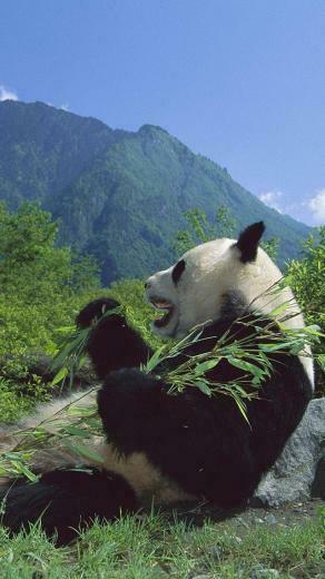 iPhone Wallpaper HD Cute Panda Background