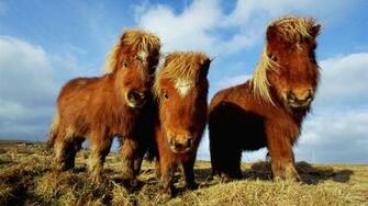 Ponies Wallpaper