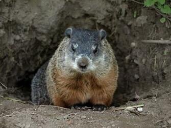 Groundhog Wallpaper