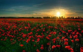 Field Flowers Red Wallpaper Original