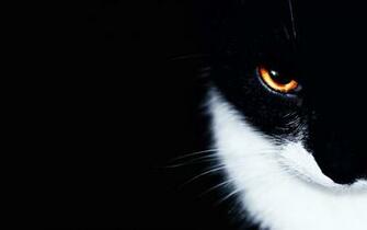 Cats Animals Wallpaper Orange Eyes