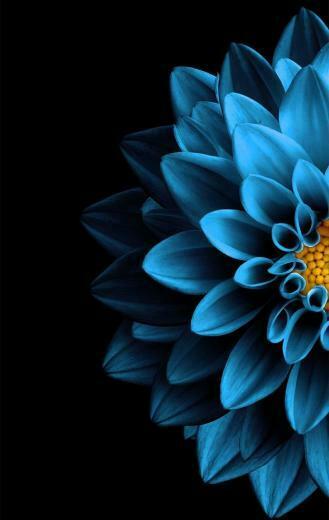 Blue Flower Nature In Black Background Wallpaper