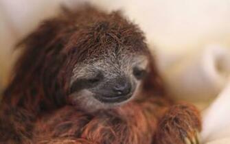 Sloth Wallpaper High Resolution Hi Res