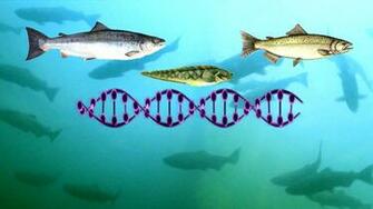 Gmos Innovation Crisis Aquabounty Salmon S Year Odyssey