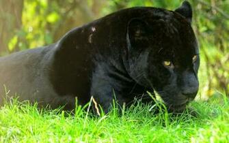 Black Panther HD Wallpaper Wild Animal