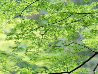 Wallpaper Nature Spring