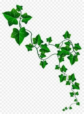 Vines Transparent Background Clip Art